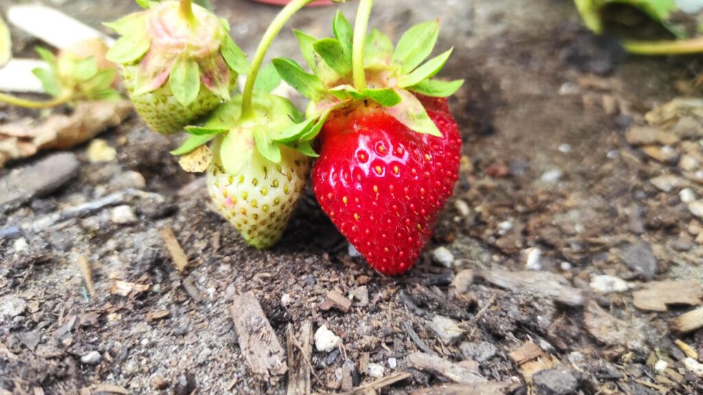 The image of a strawberry.